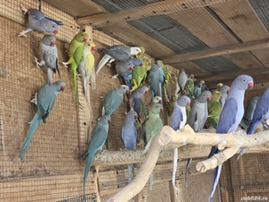 Papagali Micul Alexandru mutații de culoare - imagine 5 Papagali Micul Alexandru mutații de culoare - imagine 5