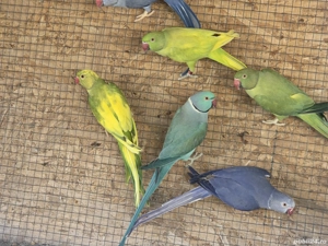 Papagali Micul Alexandru mutații de culoare - imagine 3 Papagali Micul Alexandru mutații de culoare - imagine 3