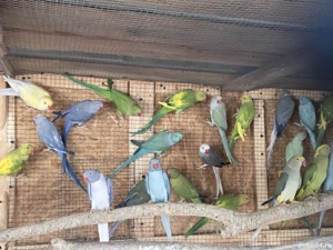 Papagali Micul Alexandru mutații de culoare - imagine 4 Papagali Micul Alexandru mutații de culoare - imagine 4