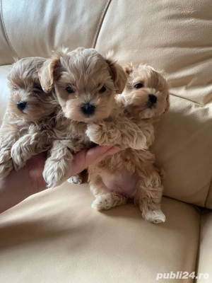 maltipoo apricot mini toy