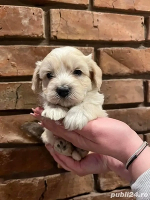 maltipoo apricot mini toy  - imagine 2