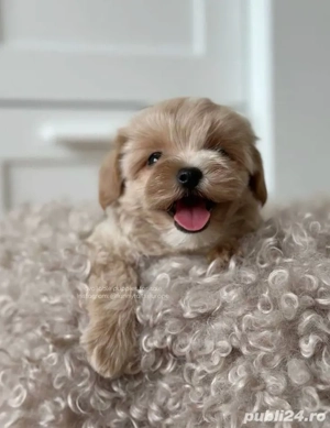 maltipoo poodle mini toy