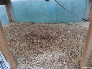 Vând maternitate pentru pui de păsări - imagine 3