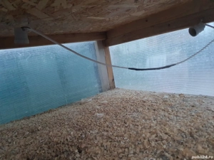 Vând maternitate pentru pui de păsări - imagine 4