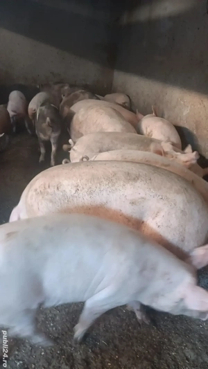 porci de vânzare crescuti natural 