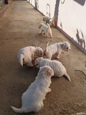 Vand bichon Maltez  - imagine 2 Vand bichon Maltez  - imagine 2