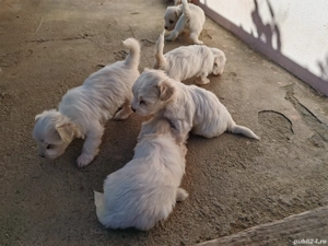 Vand bichon Maltez  - imagine 3 Vand bichon Maltez  - imagine 3