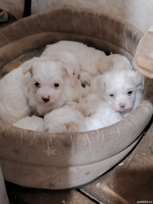 Vand bichon Maltez  - imagine 4 Vand bichon Maltez  - imagine 4