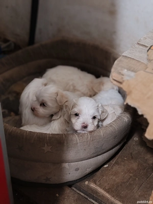 Vand bichon Maltez  - imagine 5 Vand bichon Maltez  - imagine 5