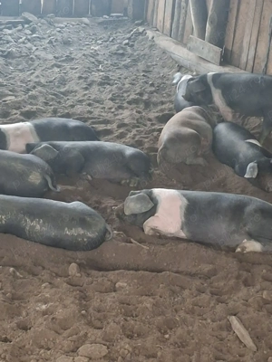 Purcei bazna  - imagine 3