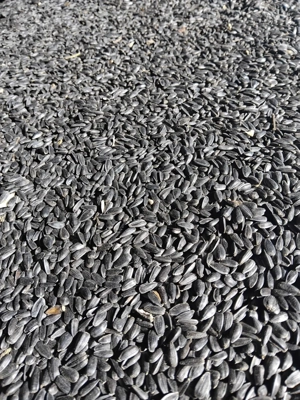 Floarea soarelui 2025 2,50 lei kg