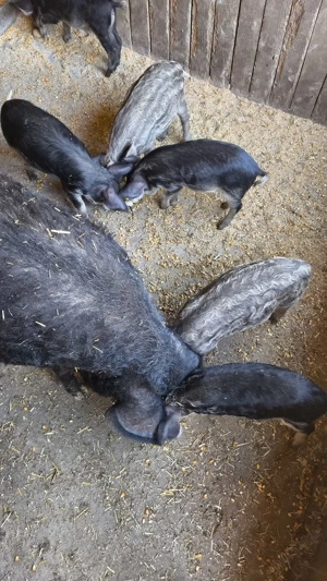 Vând purcei mangalita - imagine 3