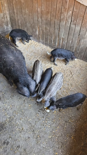 Vând purcei mangalita - imagine 2