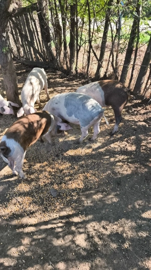 Vând purcei mangalita