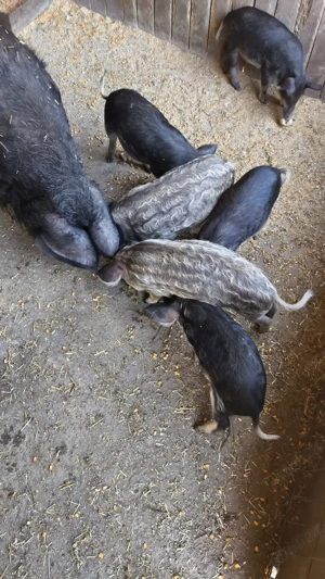 Vând purcei mangalita - imagine 5