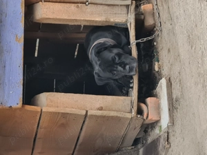 Donez Cane Corso - imagine 5