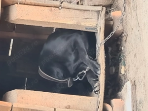 Donez Cane Corso - imagine 4