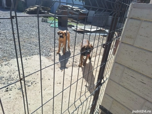 se vinde tot ce se vede in poza  - imagine 2