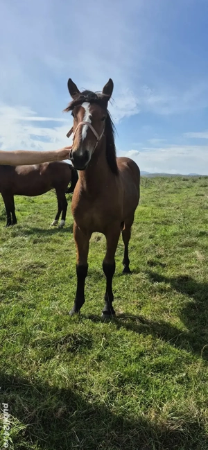 Vând mânz deosebit  - imagine 2