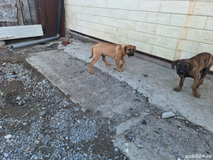 se vinde tot ce se vede in poza  - imagine 3