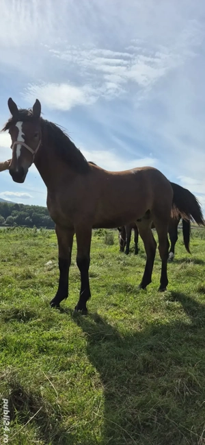 Vând mânz deosebit  - imagine 3