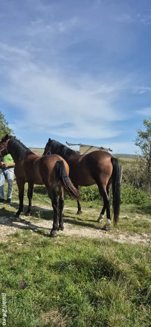 Vând mânz deosebit  - imagine 4