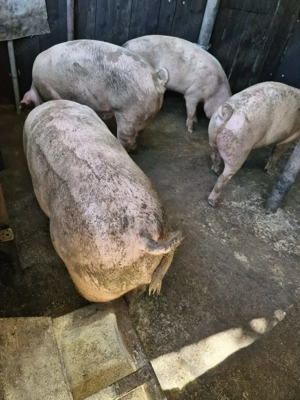 porci de vanzare 