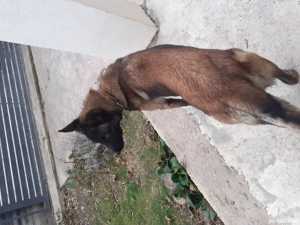 femela ciobanesc belgian  - imagine 2