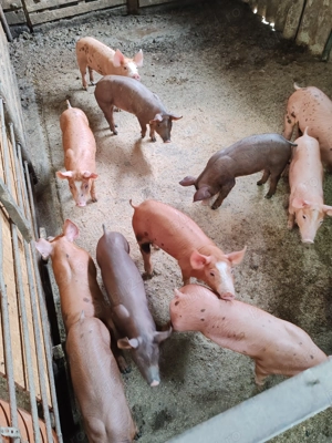 Purcei 8 săptămâni  - imagine 2