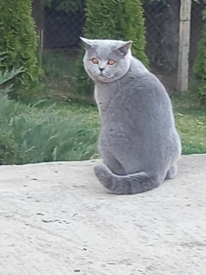 Motan britihs shorthair  - imagine 2 Motan britihs shorthair  - imagine 2