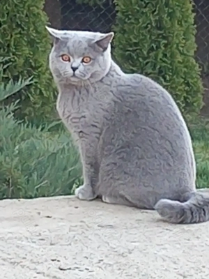 Motan britihs shorthair