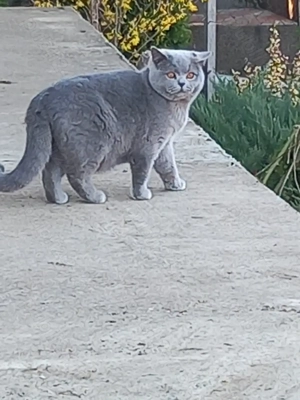 Motan britihs shorthair  - imagine 3 Motan britihs shorthair  - imagine 3