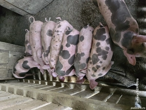 purcei de 10 saptamani