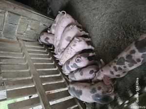 purcei de 10 saptamani - imagine 2 purcei de 10 saptamani - imagine 2