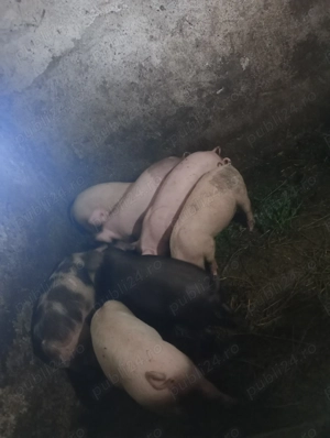 Purcei de vânzare  - imagine 2