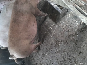 vind o purcea  - imagine 3 vind o purcea  - imagine 3