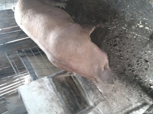 vind o purcea  - imagine 2 vind o purcea  - imagine 2