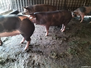 Vând scroafe gestante! - imagine 2