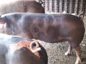 Vând scroafe gestante!