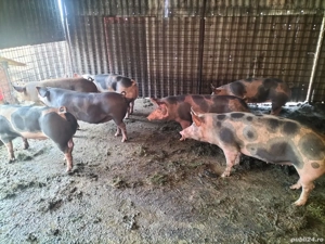 Vând scroafe gestante! - imagine 4