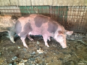 Vând scroafe gestante! - imagine 3