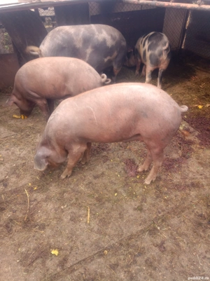 porci de carne  - imagine 4