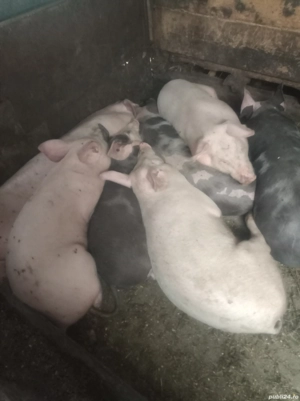 porci de carne  - imagine 3