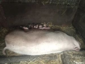 porci de carne  - imagine 2