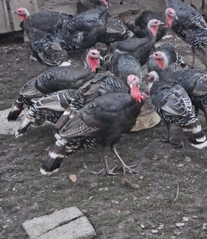 Curci de vânzare !!! - imagine 2 Curci de vânzare !!! - imagine 2