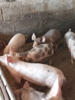 Șoldanei rasa de carne 