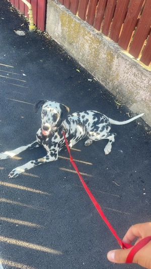 Fetița Dalmațian ! Cadoul perfect 