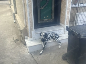 Fetița Dalmațian ! Cadoul perfect  - imagine 2