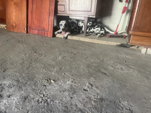 Fetița Dalmațian ! Cadoul perfect  - imagine 3