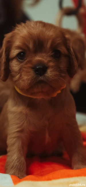 Fetita cavalier king charles